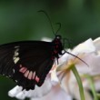 Papilio polytes - Common Mormon