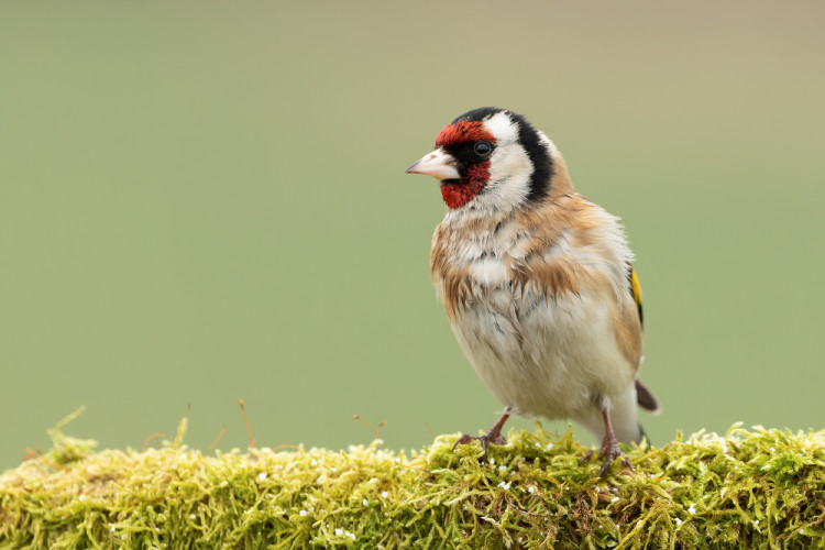 Stehlík obyčajný (Carduelis carduelis)