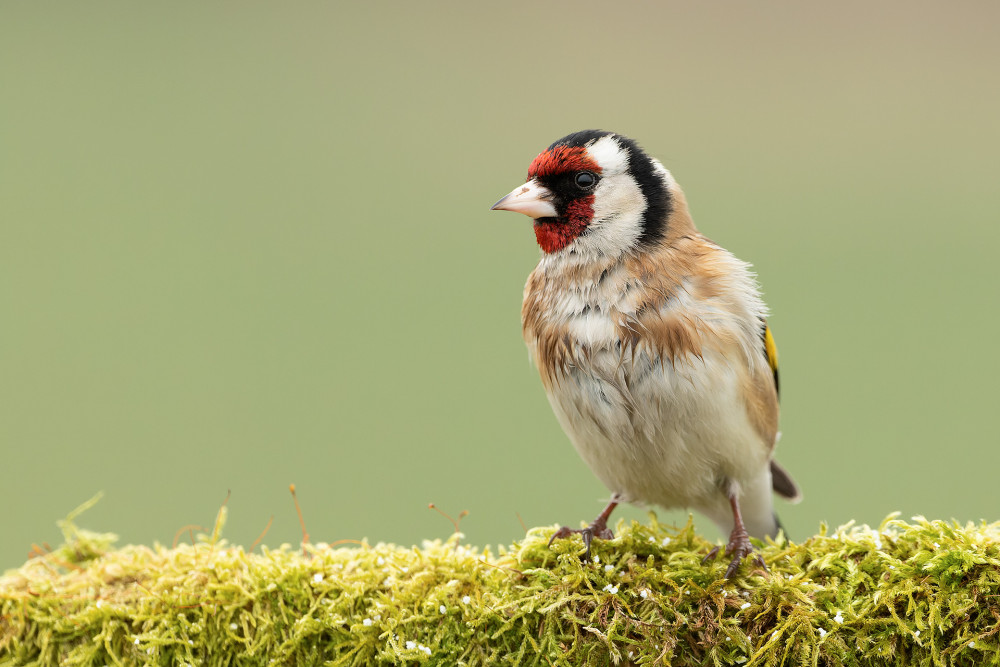 Stehlík obyčajný (Carduelis carduelis)