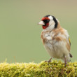 Stehlík obyčajný (Carduelis carduelis)
