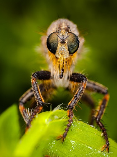 Robber fly