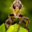 Robber fly
