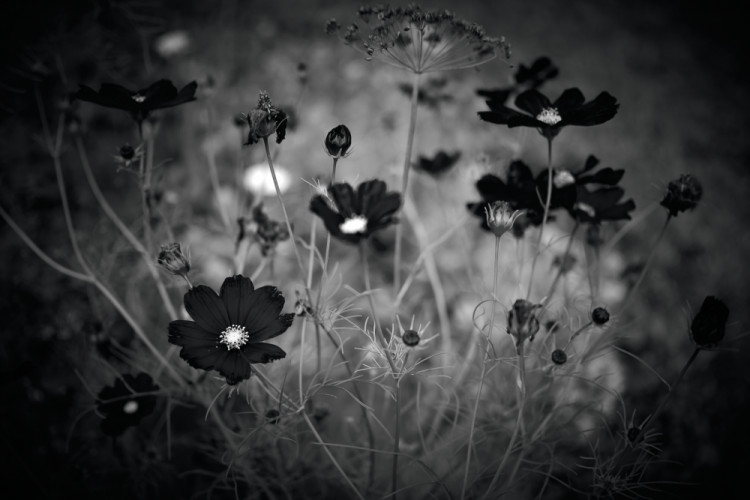 lady in black