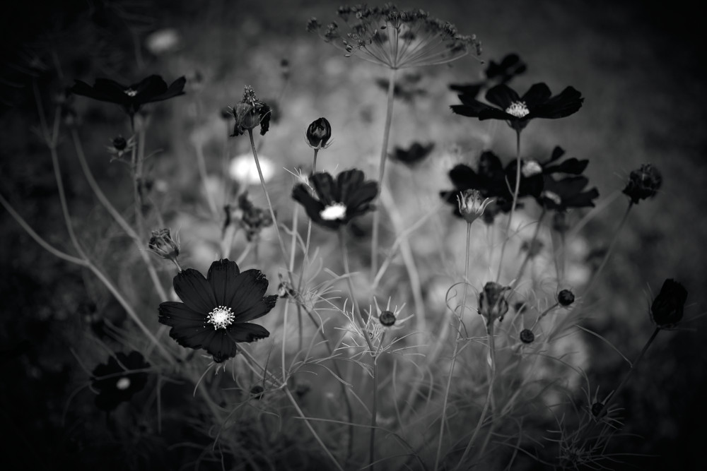 lady in black