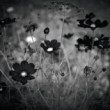 lady in black