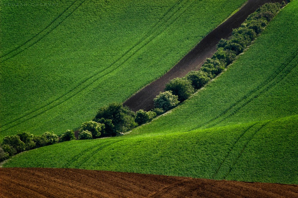 Zelená vlna