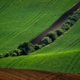 Zelená vlna
