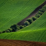 Zelená vlna