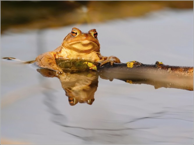 Ropušie zrkadlo.