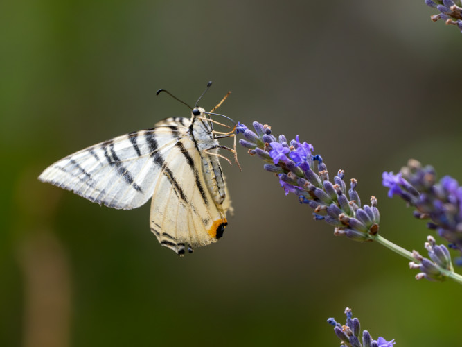 Vidlochvost ovocný (Iphiclides podalirius)