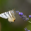 Vidlochvost ovocný (Iphiclides podalirius)