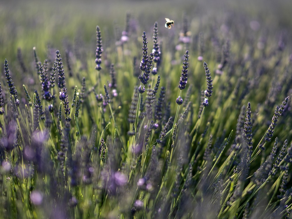 Levandula