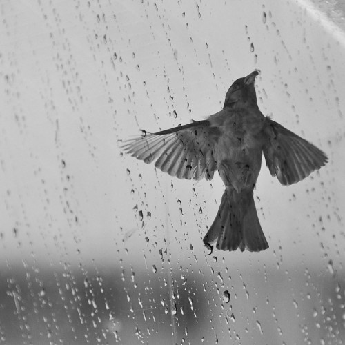 o vrabcovi v daždi,...