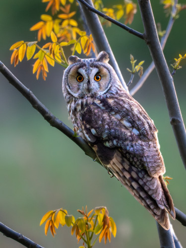 Myšiarka ušatá (lat. Asio otus)