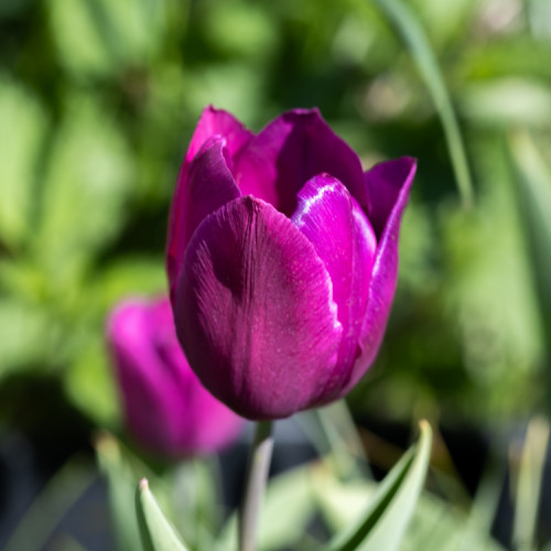 tulipán :)
