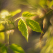 Helios-44-2 58mm/f2