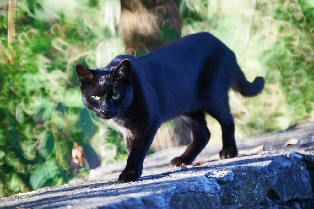 Panter