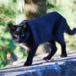 Panter
