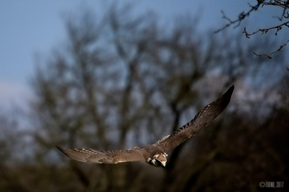 letiaci sokol - pozorujúci