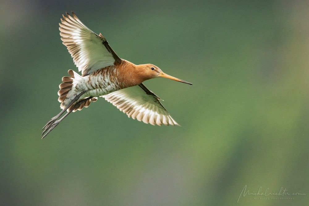 Limosa limosa (brehár čiernochvostý)