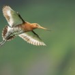 Limosa limosa (brehár čiernochvostý)