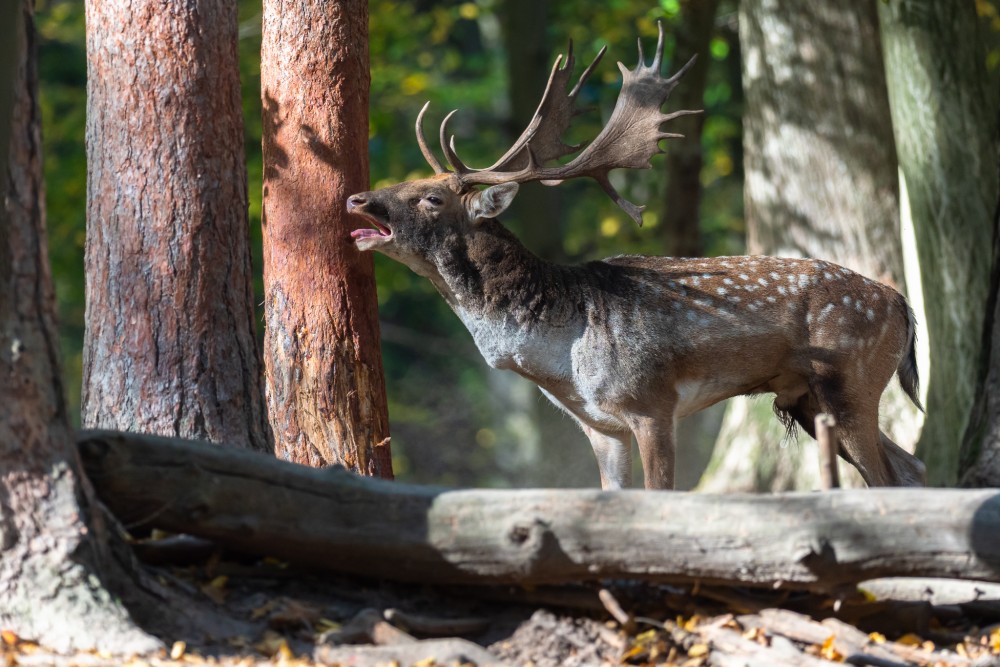 Daniel škvrnitý, Fallow deer (Dama dama)