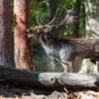 Daniel škvrnitý, Fallow deer (Dama dama)