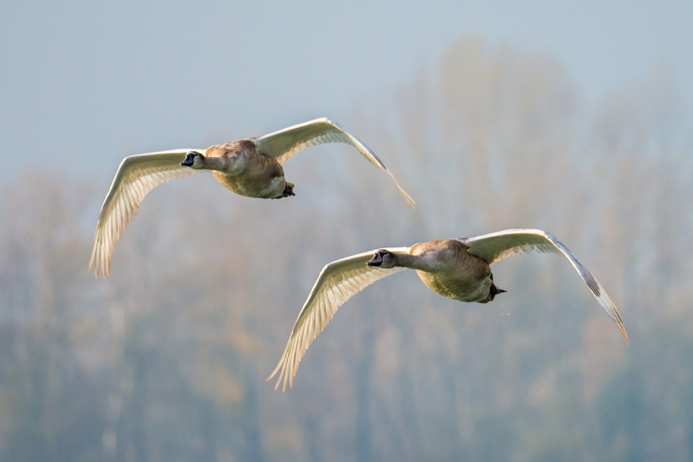 DUO letovka