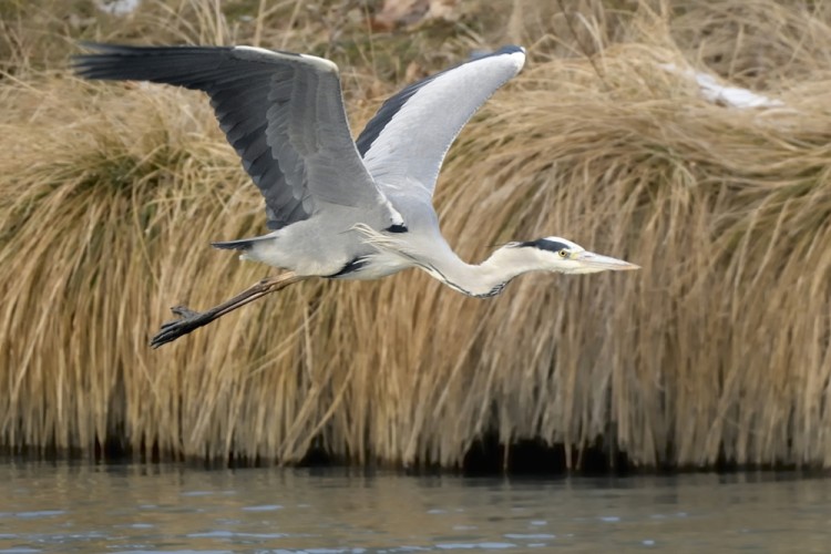 Ardea cinerea vzlet 6