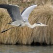 Ardea cinerea vzlet 6