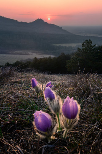 Fialová vs. oranžová II