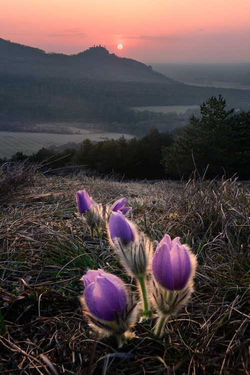 Fialová vs. oranžová II