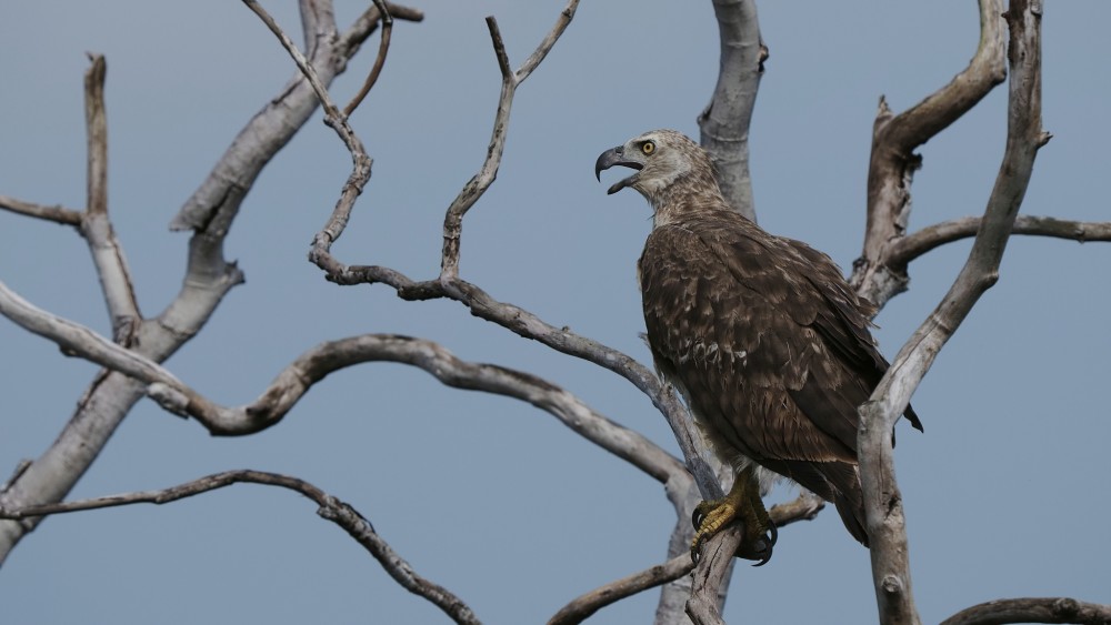 Orliak bielobruchý (Haliaeetus leucogaster), NP Yala, Srí Lanka