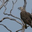 Orliak bielobruchý (Haliaeetus leucogaster), NP Yala, Srí Lanka