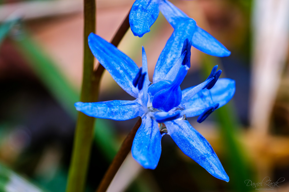 Scila dvojlista