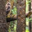 Výr skalný, The Eurasian eagle-owl (Bubo bubo)