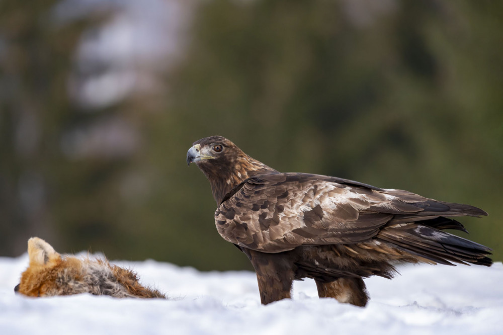 Orol skalný - Aquila chrysaetos