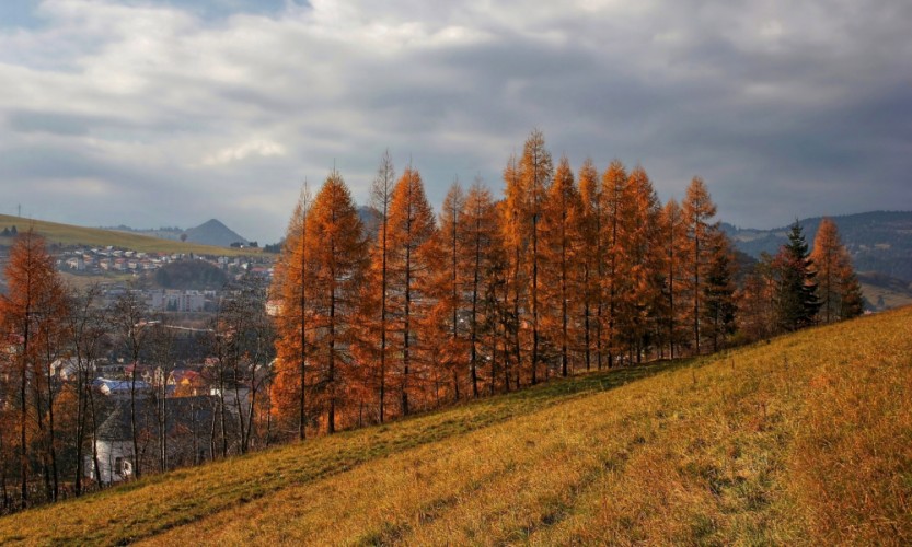 Pri červených smrekoch