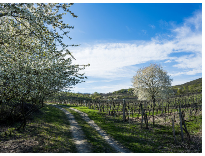 Pezinok Vinohrady jar 4