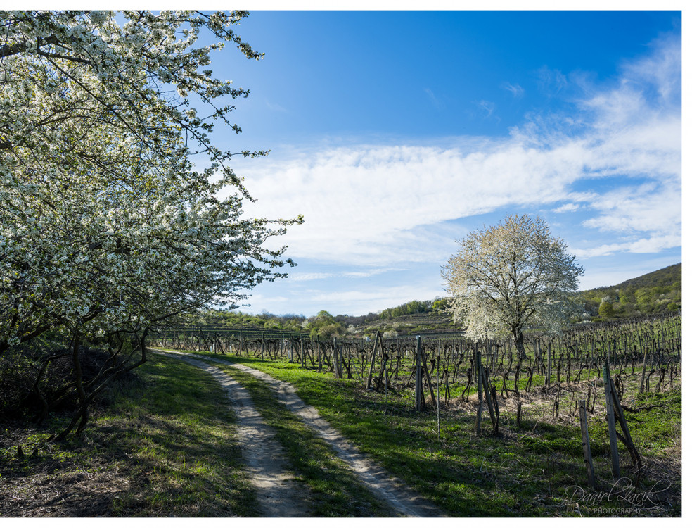 Pezinok Vinohrady jar 4