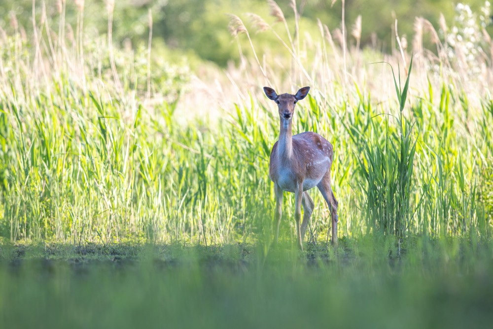 Daniel škvrnitý, Fallow deer (Dama dama)