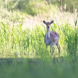 Daniel škvrnitý, Fallow deer (Dama dama)
