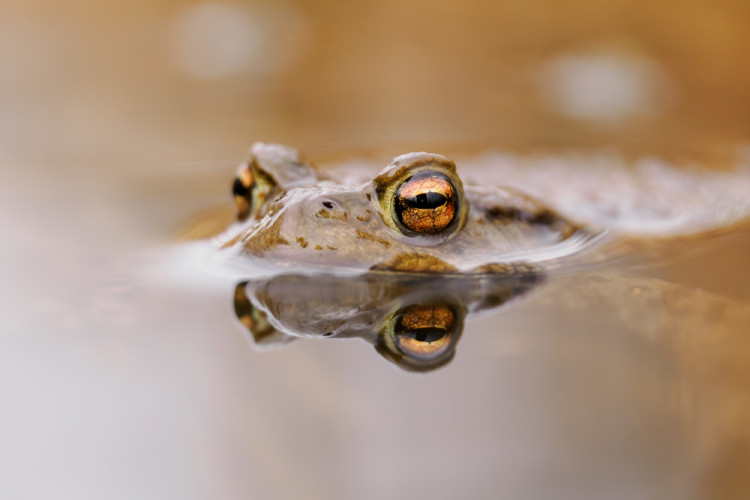 Bufo bufo