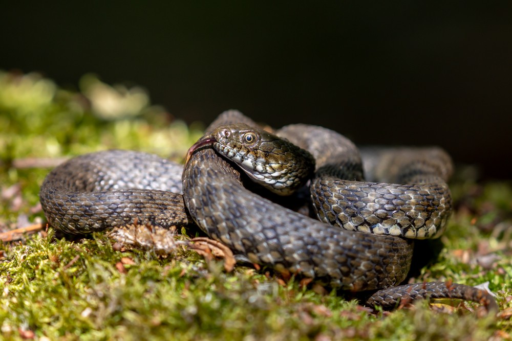 Užovka fŕkaná (Natrix tessellata)