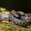 Užovka fŕkaná (Natrix tessellata)