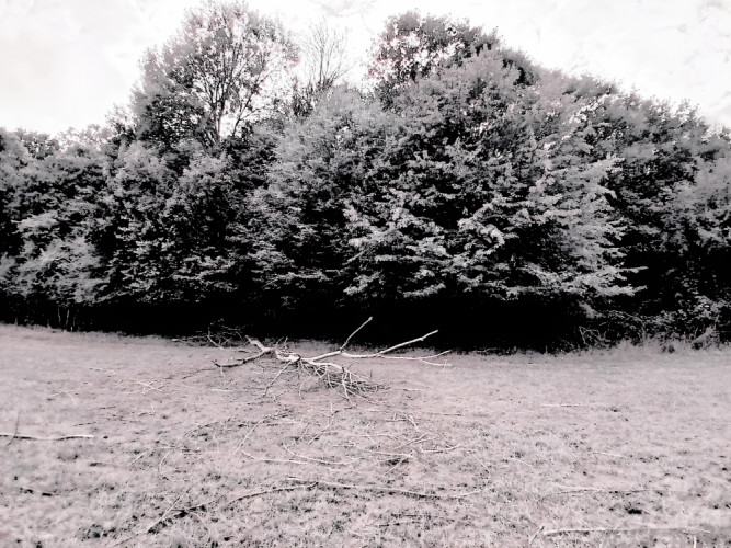 Zranitelnost stromov