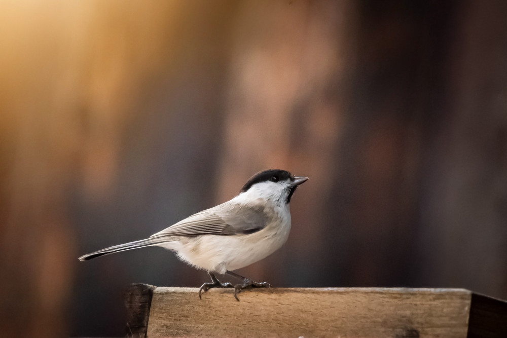 Sýkorka čiernohlavá
