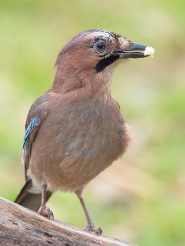 sojka škriekavá (Garrulus glandarius)