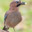 sojka škriekavá (Garrulus glandarius)