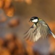 Parus major